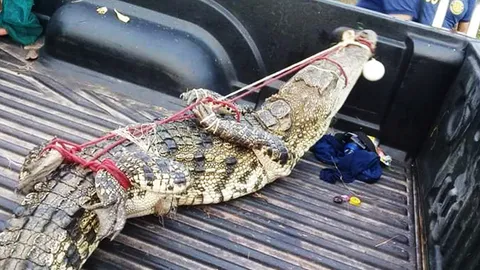 ไกรทองสระบุรี ปะทะ ชาละวันปราจีน ถูกไฟช็อตเล็กน้อย แต่ปลอดภัยหายห่วง  