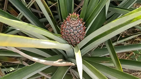 ปลูกสับปะรดให้เป็น แบบฉบับคนบ้านคา