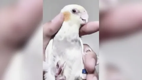 สะเทือนใจคนรักสัตว์ ล่าคนใจร้ายทรมาน "นกค็อกคาเทล" จนสิ้นใจ