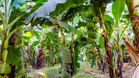 เจอแล้ว ดงกล้วยระเริงรัก หลังสาวประเภท 2 อัดคลิปลับกับหนุ่มส่งอาหาร 