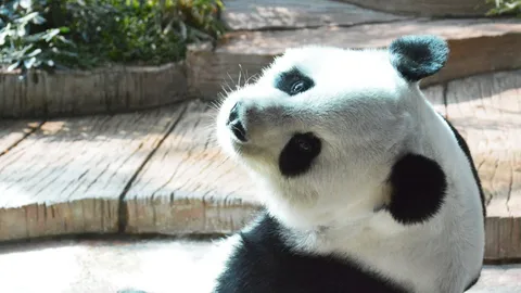 สวนสัตว์เชียงใหม่ ขยายพื้นที่แสดงแพนด้า เชื่อหลินฮุ่ยจะมีความสุขมากขึ้น