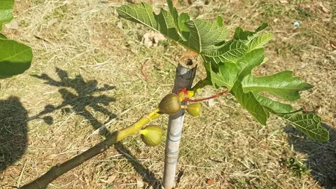 หน้ามองฟ้า เท้าหยั่งดิน : มะเดื่อ พืชทางเลือกกำไรงาม