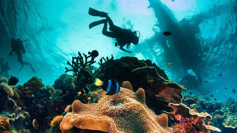 ดึง “คามิโอ ฟูจิ” ดำน้ำในเมืองไทย