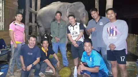 จนท.ช่วยชีวิต "พลายบุญเป็ง" ช้างท้องผูกอาการหนัก ล้วงตูดได้โคตรอึ 15 กก.