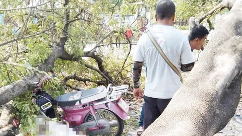 สาว 30 ดวงถึงฆาต ขี่มอเตอร์ไซค์ผ่านใต้ต้นมะขามโค่นทับดับคาถนน 