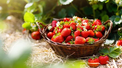 มันมากับอาหาร : สตรอว์เบอร์รีสดๆ กับยาฆ่าแมลง