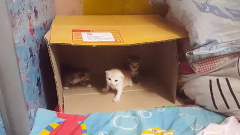 พบ แตงโม แม่แมวลูก 5 พาเหมียวตัวน้อยวิ่งหนี "งูสิง" ไม่มีเหนื่อย (คลิป)