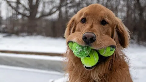 เปิดม่าน joke opera : แชมป์หมาอมบอล