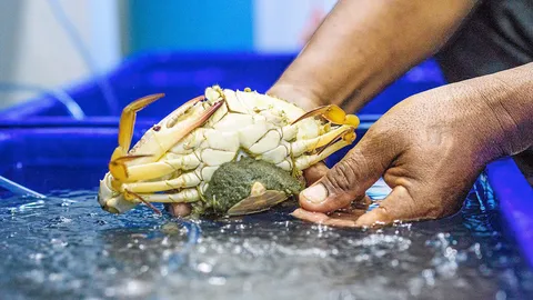 ธนาคารปูม้า 2 พันล้าน