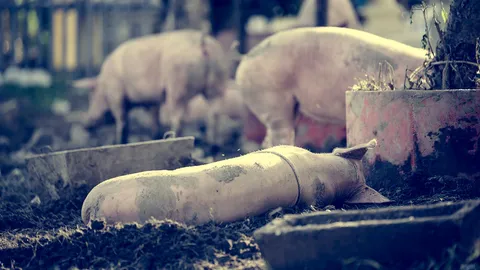 ห้องร้องทุกข์ : ชาวหันคาต้านฟาร์มหมู หวั่นกลิ่น น้ำเน่าเสีย