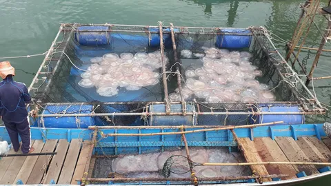 ชาวบ้านสตูลแห่ออกทะเล จับแมงกะพรุนลอดช่อง ส่งขายทำรายได้ดีวันละ 4-5 พัน