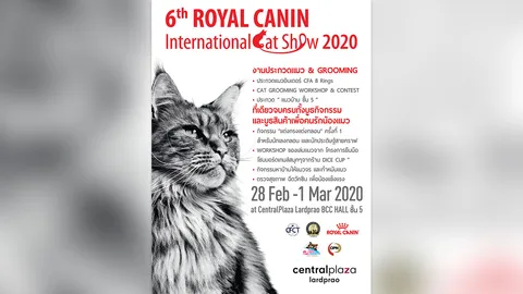 ทาสเหมียวห้ามพลาด งานประกวดแมวสวยงามสุดยิ่งใหญ่ Royal Canin International Cat Show 2020