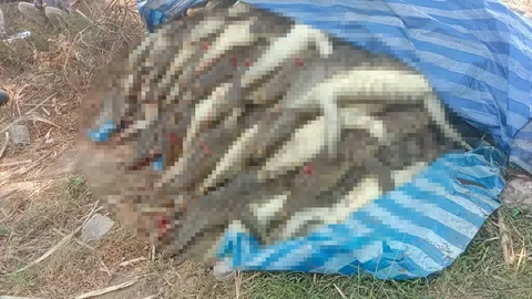 ไอ้เข้เกลื่อน