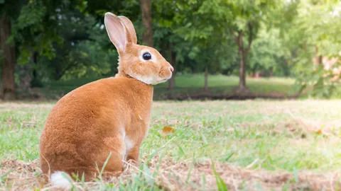 ชักธงรบ : เบื้องหลังกระต่าย