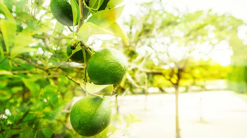 สวนมะนาวเสียวว้าบ ที่ดินบนถนนรัชดาภิเษกเลี่ยงภาษีไม่พ้น