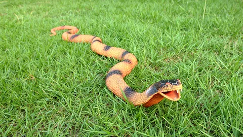 เปิดม่าน joke opera : งูปลอมปริศนา