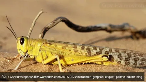 หน้ามองฟ้า เท้าหยั่งดิน : ตั๊กแตนทะเลทรายจะไม่มาไทย