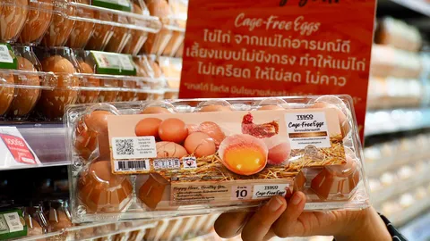 สัมผัสความพิเศษจากไข่ไก่ Cage-Free ได้ที่ เทสโก้ โลตัส ผลผลิตคุณภาพภายใต้นโยบายความยั่งยืน