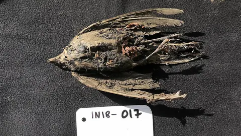 นกมีเขาอายุ 46,000 ปีถูกแช่แข็งในไซบีเรีย