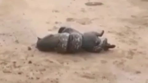 นาทีชีวิต ‘แมวจากัวรันดี’ โดนงูเหลือมรัดจ่อเขมือบ กลางถนน คนช่วยทัน (คลิป)