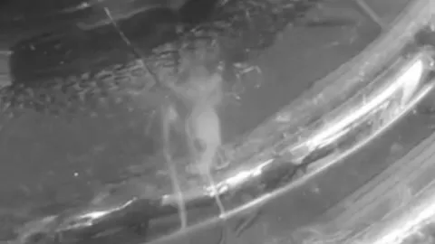 ชาวบ้านขอนแก่นผงะ จิ้งจกตายอืดในถังน้ำดื่ม ร้องหน่วยราชการตรวจสอบ