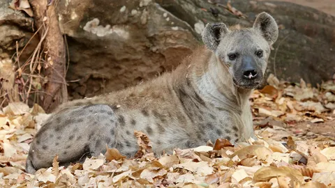 นักรบแห่งทุ่งสะวันนา ไฮยีนาลายจุด