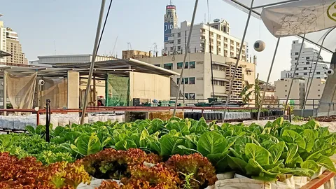 สวนผักลอยฟ้ากลางกรุง ซีโร่เวสทำเงินปี 4 แสน