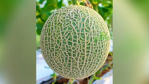 แคนตาลูป+เมลอน