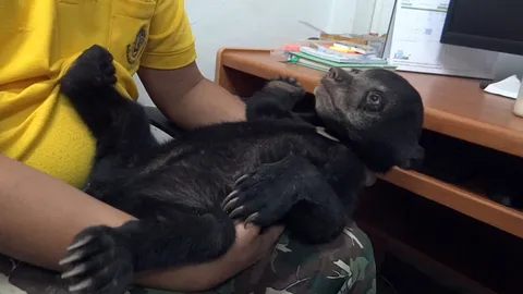 จนท.ช่วยลูกหมีหนีไฟป่าที่ราชบุรี บาดเจ็บแผลเริ่มเน่า คาดพลัดหลงกับแม่