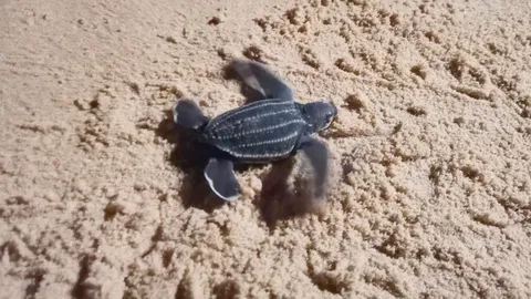 ฟักแล้วลูกเต่ามะเฟือง รังที่ 3 พังงา แข็งแรงมาก เดินลงทะเล 21 ตัว 