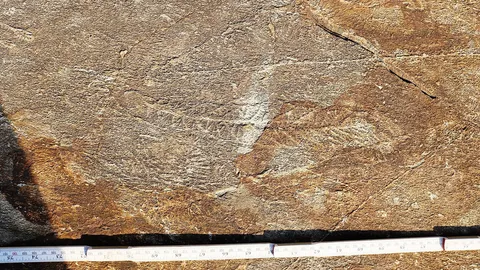 เครือข่ายสังคมที่มีอยู่ในสัตว์ยุคแรก