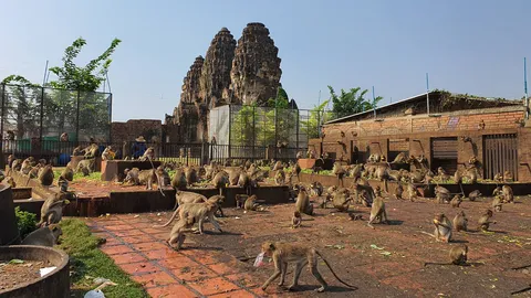 ลิงลพบุรี 3 ฝ่ายยุติศึก หลังอากาศร้อนจัด นั่งในร่มหลบแดด เล่นน้ำในบ่อ (คลิป)