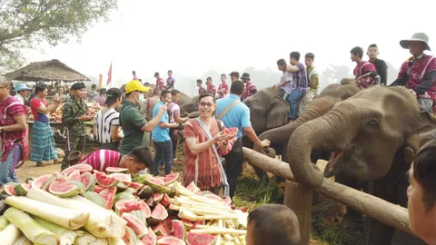 งานช้างไทยปี 63 ตากกร่อย มาแค่ 23 เชือก เหตุงานหดหนีไปทำงานฝั่งเมียนมา