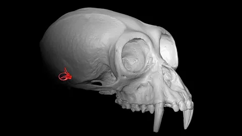 หูชั้นในชี้ร่องรอยวิวัฒนาการในลิงไม่มีหาง