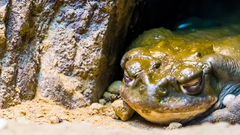 ชักธงรบ : หลักสูตรจำศีล