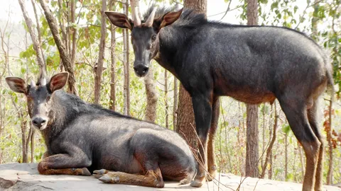 เลียงผา..ชีวิตเศร้า