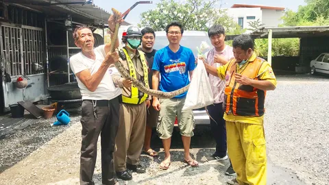 แจ้งกู้ภัยจับงูเหลือมผัว-เมีย มุดใต้ท้องกระบะป้ายแดง รอง ผบก.ฉะเชิงเทรา