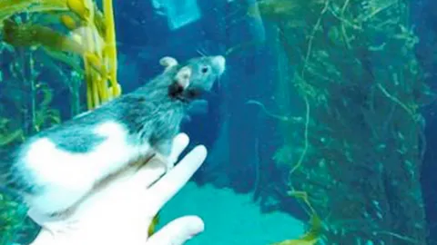 เปิดม่าน Joke Opera : หนูขอเที่ยวบ้าง