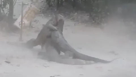 ตะกวดยักษ์เกาะห้อง 3 ตัวตะลุมบอนฟัดกันฝุ่นกระจาย เหตุแย่งกันเป็นจ่าฝูง