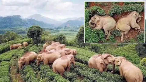 เปิดม่าน joke opera : ช้างได้เมาเพราะ “โควิด-19”