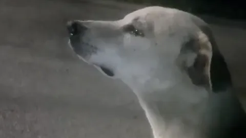 ปลอบผมหน่อย พบน้องหมาร้องไห้เสียใจสะอึกสะอื้น หลังถูกแฟนทิ้ง (คลิป)