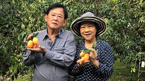 มองทั่วทิศเมืองไทย : มะยงชิดเมืองแพร่