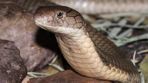 งูจงอางคู่รักทำกิจกรรมเข้าจังหวะกลางสวนยาง เจอคนตกใจแยกย้ายหมดอารมณ์