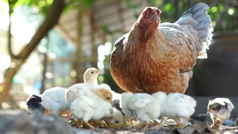 ชักธงรบ : แม่ไก่ดื้อ