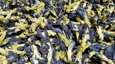 ดอกอัญชัน..สู้แล้ง