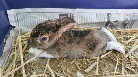 เศร้า "กระต่าย" หนีไฟป่าเชียงใหม่ ตายแล้ว หลังเจ็บทรมานเกือบ 10 วัน