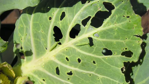 หน้ามองฟ้า เท้าหยั่งดิน : ตระกูลกะหล่ำระวังหนอนใยผัก