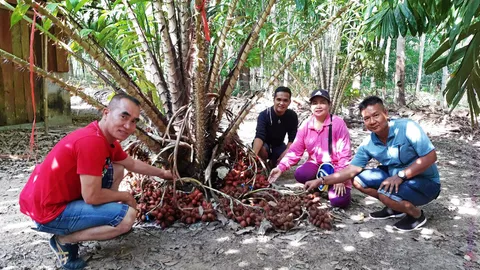 มองทั่วทิศเมืองไทย : สวนสละนายพลปลอดสารเคมี