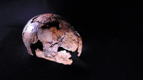 บรรพบุรุษโดยตรงของมนุษย์เก่าแก่กว่าที่คิด