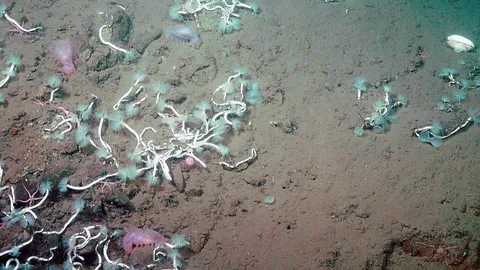 หนอนทะเลลึกกับแบคทีเรียเก็บเกี่ยวมีเทน